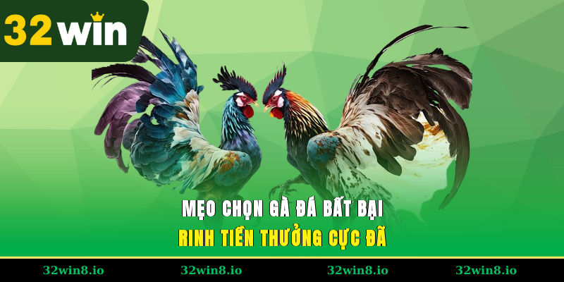 Mẹo Chọn Gà Đá Đấu Bất Bại, Rinh Tiền Thưởng Cực Đã 3 Mẹo Chọn Gà Đá Đấu Bất Bại, Rinh Tiền Thưởng Cực Đã